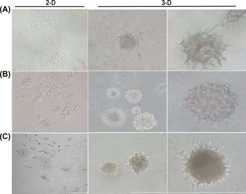 Figure 1. Tumor cell morphology in different culture models. Typical morphology of cells grown in 2-D substrata (left) at day-2 vs. cells grown in the 3-D culture model (middle, 20×; right, 40×). The 95-D (A), U87 (B) and HCT116 (C) grown for 9 days in the collagen scaffold in the same conditions. Phase-contrast images were obtained at day-7 using an inverted microscope. Scale bar = 100 μm.