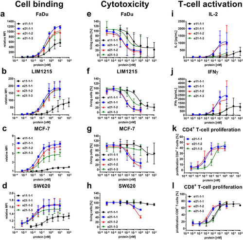 Figure 2. Cell binding to cancer cell lines, cytotoxicity and T-cell activation of Fc-comprising 1 + 1 eIg and 2 + 1 Fab-eIg variants with N-terminal fusions of Fab or eFab. (a – d) Binding to (a) FaDu, (b) LIM1215, (c) MCF-7 and (d) SW620 analyzed by flow cytometry using a R-PE-conjugated antibody specific for human Fc (Mean ± S.D; n = 3; MFI: median fluorescence intensity). (e – h) Cytotoxic potential of PBMCs co-cultured with the cancer cell lines (e) FaDu, (f) LIM1215, (g) MCF-7 and (h) SW620 in an effector-to-target ratio of 5:1 (Mean ± S.D.; n = 3 - three individual donors). (i + j) Release of (i) IL-2 after 24 h and (j) IFNγ after 48 h by PBMCs co-cultured with FaDu using an effector-to-target ratio of 5:1 analyzed by sandwich ELISA (Mean ± S.D.; n = 3 - three individual donors). (k + l) Proliferation of (k) CD4+ and (l) CD8+ T-cells determined by CFSE dilution in flow cytometry from co-culture assays with FaDu using an effector-to-target ratio of 5:1 (Mean ± S.D.; n = 3 - three individual donors).