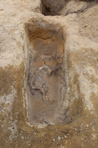 Fig 5 The skeleton of the foal in situ (M1805). Seen from N-NW. Photograph by M Helamaa 2017, Muuritutkimus Oy.