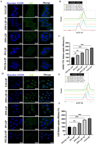 Figure 5. Cellular uptake and localization: (A) confocal images of SMMC-7721 cells exposured to TAT-LIP, PPP-LIP, PP-LIP, PEG2k-LIP and PPP-LIP + M for 4 hours, respectively. (B) flow cytometry analysis of SMMC-7721 cellular uptake for 4 hours. (C) quantitative analysis of flow cytometry SMMC-7721 uptake. (D) confocal images of LO2 cells exposured to TAT-LIP, PPP-LIP, PP-LIP, PEG2k-LIP and PPP-LIP + M for 4 hours, respectively. (E) flow cytometry analysis of LO2 cellular uptake for 4 hours. (F) quantitative analysis of flow cytometry LO2 uptake. Data represent mean ± standard deviation (n = 3). ***p < .001, *p < .05.