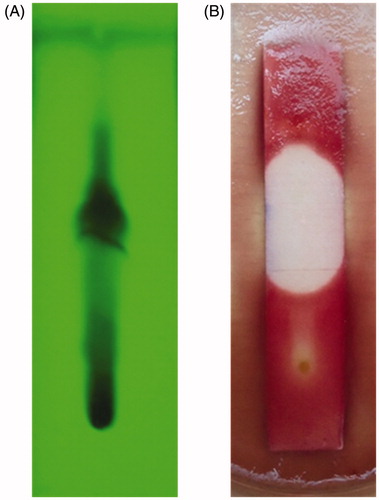 Figure 3. TLC-bioautography of ethyl acetate extract of A. sulphureus MME12. (A) TLC chromatogram under short UV- light; (B) zone of inhibition against E. coli.