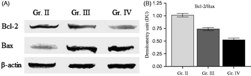 Figure 4. Western blot analysis of Control (Gr. II) and treated EAT cell (Gr. III and IV). This blot was of three independent experiments, where β-actin was used as the loading control. Data are represented as means ± S.E.M. of three separate experiments.