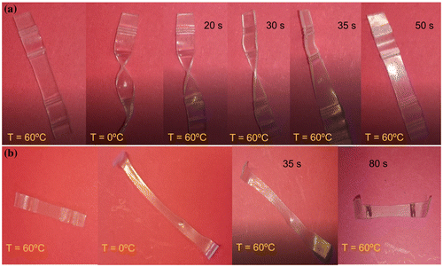 Figure 11. Example of shape memory response of Surlyn® direct triggered at 60 °C to activate the recovery of the original shape, starting from a twisted temporary shape (a) as well as from a stretched temporary shape (b).