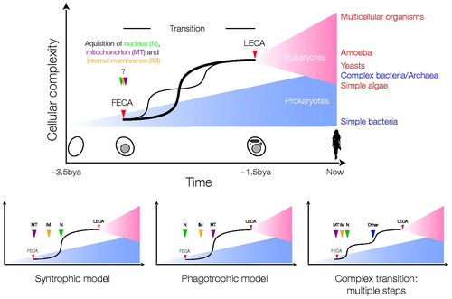 Figure 2. Possible scenarios for the FECA to LECA transition. The top schema depicts the periods of prokaryotic (blue) and eukaryotic (red) evolution, separated by a transition period, which is expanded for clarity. Relative distances on the x-axis are arbitrary, and note that the earliest times shown are post origin of life. It is assumed that prokaryotic and eukaryotic evolution resulted in an increase in cellular complexity, denoted by the blue and red triangles, respectively. The possibility that eukaryotes evolved before prokaryotes is not discussed. It is unknown if FECA (red arrow head) and the origin of the nucleus, acquisition of the mitochondrion or internal compartments (green, purple and yellow arrow heads) are coincident, or near coincident events, despite the possibility that the nucleus evolved from simpler progenitor structures. It is also unclear if the origin of the nucleus is the earliest event in the transition period; for example it is possible to envisage other scenarios, i.e. where endosymbiosis of the mitochondrion ancestor came before acquiring the nucleus, and that this event, rather than formation of a nucleus (either by gradual steps or by fusion), was the initial event that produced FECA. During the transition period the LECA ancestor’s trajectory is shown as a solid line with a sharp increase in complexity, but other possibilities cannot be discounted (faint line; multiple transitions). Other trajectories that could be envisaged are not shown for purposes of clarity only. It is assumed that the LECA ancestor was just one of many lineages that arose from the single eukaryogenesis event, but that it came to dominate or integrate with other lineages. Examples of extant taxa and their approximate complexity given at right in the top panel, simply to illustrate that some extant eukaryotes are likely less complex than LECA, and that there is overlap in complexity between prokaryotic and eukaryotic organisms; note that complexity itself is a difficult term, and here is taken as a composite of genomic and cellular functional complexity/differentiation. The lower schemas illustrate two of the major hypotheses, the syntrophic and phagotrophic models (left and centre, respectively), that suggest that the mitochondrion (purple arrowhead, MT) was the first event or that evolution of the nucleus (green arrowhead, N) and more complex intracellular structures (yellow arrowhead, internal membranes, IM) occurred prior to phagocytosis of the mitochondrial ancestor. A third complex path, that incorporates additional evolvable systems like a sophisticated cytoskeleton (blue arrowhead, other), leading to a double transition after the mitochondrion/nucleus is also shown. Excellent arguments in favour of the first two models have been advanced, but due to the contingent nature of eukaryogenesis, a great many possibilities remain (see color version of this figure at www.informahealthcare.com/bmg).