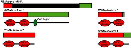 Figure 4 Alternative splicing of RBM4α. The pre-mRNA of Rbm4a contains 2 exons. The first exon (red) encodes two RNA recognition motifs (RRM) and is present in all isoforms. The second exon (green) contains internal splice sites resulting in isoforms 2, 3, and 4 having versions of this exon. In the full length isoform 1 this exon codes for a zinc finger.