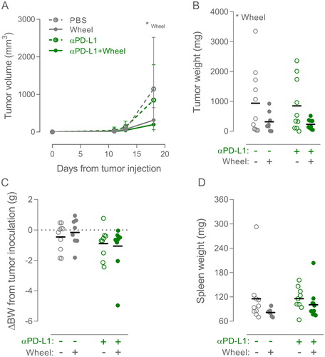 Figure 2. Combining wheel running and αPD-L1 therapy in B16 melanoma. (A) Tumor volume growth curve of sedentary and wheel running (Wheel) mice treated with PBS or PD-L1 inhibitor annotated ‘αPD-L1’ (n: PBS = 11, Wheel = 8, αPD-L1 = 10, αPD-L1 + Wheel = 11). Growth curves are shown as mean with SD. (C) Tumor weights, (D) change in bodyweight (BW) from time of tumor inoculation, and (E) weight of the spleen were measured at time of euthanization. Data are depicted as individual values with indication of means. Statistical significance was determined by two-way ANOVA with post-hoc Tukey’s multiple comparison test for all panels. *p < 0.05, **p < 0.01, ***p < 0.001.