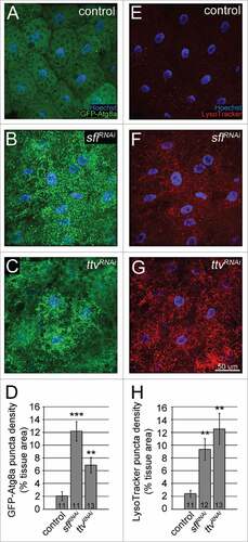 Figure 8. Inhibition of HS biosynthesis in fat body cells induces autophagy in fed larvae. (A to C) Confocal images showing increased numbers of GFP-Atg8a-positive autophagosomes in fat body cells of animals expressing RNAi constructs targeting sfl (B, F: r4-GAL4>UAS-GFP-Atg8a; UAS-sfl RNAi) or ttv (C, G: r4-GAL4>UAS-GFP-Atg8a; UAS-ttv RNAi) compared with controls (A, E: r4-GAL4>UAS-GFP-Atg8a; UAS-w RNAi). Autophagosomes were visualized by GFP-Atg8a (green), and nuclei were stained with Hoechst (blue). (D) The average density of GFP-Atg8a puncta was significantly increased in animals expressing sfl RNAi or ttv RNAi in comparison to animals expressing w RNAi (control) or no RNAi construct (not shown). (E to G) Within the same animals, autophagic degradation was measured by staining with LysoTracker Red to visualize acidic organelles. (F) The average density of LysoTracker Red puncta was significantly increased in animals expressing sfl RNAi or ttv RNAi in comparison to animals expressing w RNAi (control) or no RNAi construct (not shown). Scale bar: 50 µm. Error bars denote SEM. *, P < 0.05; **, P < 0.01; ***, P < 0.001. Numbers at the bottom of the bars indicate sample sizes.