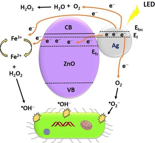 Figure 10 Antibacterial mechanism of Ag-ZnO-F3O4 nanocomposites under LED light irradiation. Reprinted from  Appl Surf Sci. 527, Abutaha N, Hezam A, Almekhlafi FA, et al. Rational design of Ag-ZnO-Fe3O4 nanocomposite with promising antimicrobial activity under led light illumination. 146893, Copyright 2020, with permission from Elsevier.Citation139