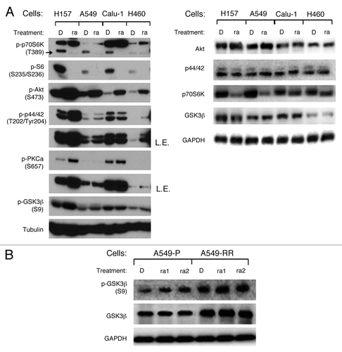 Figure 1. Rapamycin increases GSK3β phosphorylation at serine 9 in NSCLC cell lines. (A) the indicated cell lines were treated with 10 nmol/L rapamycin for 48 h. (B) A549-P and A549-RR cells were treated with rapamycin 1 nmol/L or 1 μmol/L as indicated for 24 h. After the aforementioned treatments, the cells were subjected to preparation of whole-cell protein lysates and subsequent western blot analysis for detection of the proteins as presented. D, DMSO; ra, rapamycin; ra1, rapamycin 1 nmol/L; ra2, rapamycin 1 μmol/L; L.E., longer exposure.