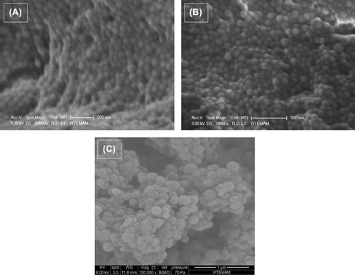 Figure 2. SEM images of (A) empty, (B) DOX-loaded and (C) DOX-unloaded magnetic albumin nanoparticles.