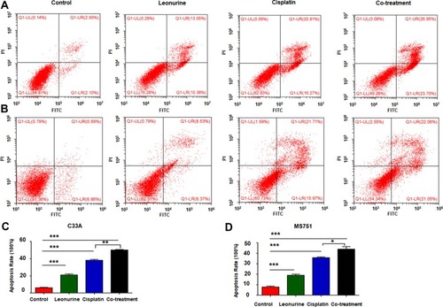 Figure 4 The effects of leonurine combined with cisplatin on the cell apoptosis in cervical cancer cells. C33A (A) and MS751 (B) cells were treated with control (treatment with DMSO), leonurine (800μM), cisplatin (5μM), or the co-treatment of leonurine (800μM) and cisplatin (5μM). The percentages of apoptosis were assessed by flow cytometry. The bars denoted the percentages of apoptosis in each group. Data of (C) C33A and (D) MS751 cells are expressed as means ± SD from experiments in triplicates. * P < 0.05, ** P < 0.01, *** P < 0.001.