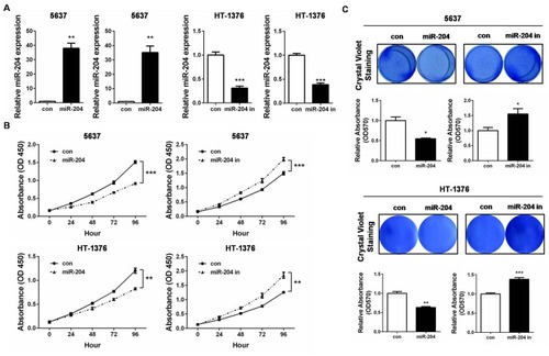 Figure 2 miR-204 inhibits cell growth of bladder cancer cells. (A) 5637 and HT-1376 cells were transfected with miR-204 mimics or inhibitor, respectively. After transfection, qRT-PCR was performed to examine the expression of miR-204. (B) Cell viability was measured by CCK-8 Assay at 0, 24, 48, 72 and 96hrs after miR-204 mimics or inhibitor transfection. (C) Crystal violet staining assay was conducted to evaluate cell proliferation after miR-204 mimics or inhibitor transfection. The quantitative results were shown in right panel. *P<0.05, **P<0.01, ***P<0.001.