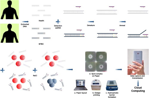 Figure 1. The schematic illustration of the proposed TB diagnostic. Unknown extracted human DNA sequences were first hybridized with detection oligonucleotide sequences followed by addition of AuNPs colloid and triggering of the colorimetric sensing with a sodium chloride solution. If the extracted DNA sequences consisted of IS6110 target sequences, the detection oligonucleotide sequences would hybridize with them, and only a few ssDNA sequences would be absorbed on the AuNP surface to avoid aggregation after the addition of salt. In the absence of IS6110 target sequences, the color of the mixture remains red after hybridization and does not change. The mixture was then spotted, and concentrated on the chromatography paper confined by solid wax hydrophobic barriers. A smartphone was used to take images of the diagnostic results and transmit to a server for cloud computing.