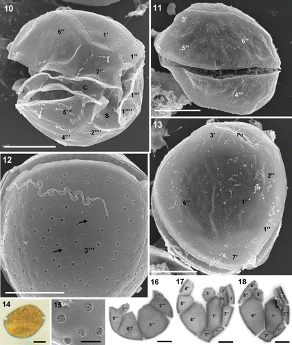 Figs 10–18. Coolia monotis. 10–13. SEM. 10. Ventral-right view of the antero-ventral side showing cingulum, sulcus and thecal plate architecture. 11. Right-lateral view. 12. View of the wide 3′′′ plate showing some small pores (arrows) in addition to the usual large pores which perforate the smooth surface. 13. Apical view. 14. LM of a vegetative cell in lateral view showing the oblique axis. 15. Ultrastructural detail of the large plate pores viewed from outside the cell. Note the small perforations inside the pores. 16–18. Calcofluor-stained cells. 16. Antapical plates. 17–18. Apical plates. Note the variability in plate shape between cells. Scale bars: 10 µm (Figs 10–14, 16–18); 1 µm (Fig. 15).