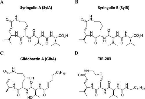Figure 1.  The chemical structures of (A) syringolin A (SylA), (B) syringolin B (SylB), (C) glidobactin A (GlbA), and (D) syringolin B analogue TIR-203.
