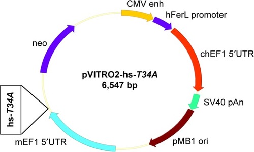 Figure 6 The plasmid map of pVITRO2–hs-T34A.Abbreviations: hs, human survivin; bp, base pair.