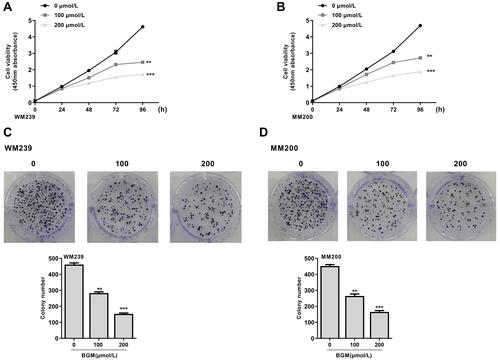 Figure 1 BGM inhibits the cell proliferation of melanoma cells. (A–D) The WM239 and MM200 cells were treated with BGM at the indicated dose. (A and B) The cell viability was measured by CCK-8 assays in the WM239 and MM200 cells, respectively. (C and D) The cell proliferation was measured by colony formation assays in the WM239 and MM200 cells, respectively. Data are presented as mean ± SEM. Statistic significant differences were indicated: **P < 0.01, ***P < 0.001.