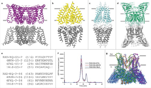 Figure 5. Pore loop transplantation from different ion channels. (a–d) Crystal contacts mediated by pore loops for (a) engineered voltage-gated calcium channel (PDB ID: 4MVM), (b) voltage gated sodium channel (PDB ID: 4F4L), (c) potassium channel KcsA (PDB ID: 1BL8) and (d) RAD-NQ. All structures were solved in the C2 space group. (e) Replaced sequences of the RAD-NQ pore loops aligned with the corresponding regions of the aforementioned channels. (f) FSEC profiles for different RAD-NQ pore loop chimera constructs. (g) Side view of the RAD-NQ-4MVM pore loop chimera tetramer that represents the content of the asymmetric unit. Each subunit is colored differently. Blue mesh represents the electron density map at 1.0 σ.