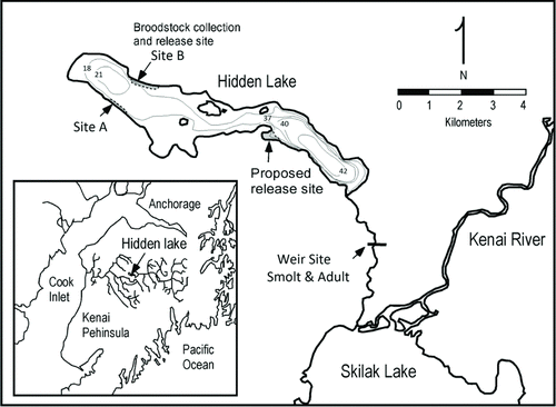 FIGURE 1 Bathymetric map of Hidden Lake, Alaska, showing Sockeye Salmon spawning areas, broodstock collection sites, and fry release sites. Depth is shown in meters.