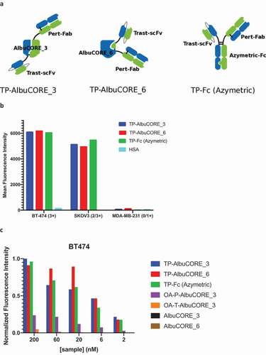 Figure 5. Internalization properties of AlbuCORE and antibody Fc fusions A. Cartoon depiction of Trastuzumab-Pertuzumab (TP) bispecific fusions with AlbuCORE and Azymetric Fc. B. Direct Internalization of AF488-labeled bispecific fusions and HSA at 200 nM in two HER positive cell lines (BT-474 and SKOV3) and a triple negative (HER2 negative) cell line (MDA-MB-231) as determined by flow cytometry. The number in parenthesis in the x-axis indicate the HER2 expression levels. C. Orthogonal method showing dose response internalization of AF488-labeled samples of bispecific, one-armed (OA-) monospecific, and unfused constructs in HER2 positive cell line BT-474, as determined using ImageXpress detection and high content imaging. The one-armed (OA) fusions were designed to preserve the format used in the bispecific fusions: scFv for Trastuzumab (OA-T) and Fab for Pertuzumab (OA-P).