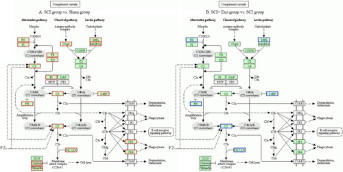 Figure 2 Complement cascade Kyoto Encyclopedia of Genes and Genomes (KEGG) pathway map.