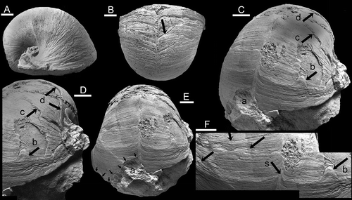 Figure 2. Bellerophon from the Balladoole Formation, Carboniferous, of the Isle of Man. A, B, specimen RMSE 4199, from Poolvash, in lateral (A) and dorsal (B) views with arrow showing principal fracture; for interpretation see Fig. 2. C–F, specimen RMSE 1958.1.2968, from Balladoole in oblique (C, D) and dorsal (E) views, locating predatory fractures a–d; detail of dorsum (F) with abiogenic disturbances arrowed, locating fracture b and selenizone (s). Scale bars: 5 mm.