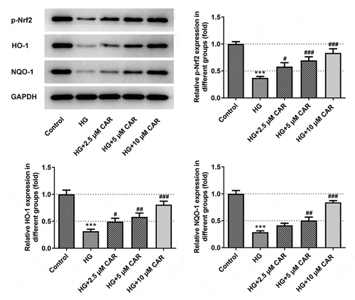 Figure 4. CAR activated Nrf2/ARE signaling pathway. Detection of p-Nrf2, HO-1, NQO-1 protein levels related to Nrf2/ARE signaling pathway was performed by Western blotting. Data are expressed as mean ± SD. ***P < 0.001 versus control. #P < 0.05, ##P < 0.01, ###P < 0.001 versus HG.