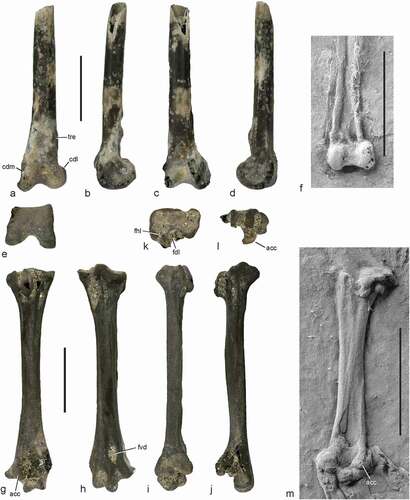 Figure 5. Bones from the early Eocene of the Nanjemoy Formation, which are assigned to the Psittacopedidae, in comparison to Pumiliornis tessellatus. (a)‒(e) cf. Pumiliornis, distal end of left tibiotarsus (USNM PAL 771594) in cranial (a), medial (b), caudal (c), lateral (d), and distal (e) view. (f) Distal end of right tibiotarsus of Pumiliornis tessellatus from the latest early or earliest middle Eocene of Messel, Germany, in cranial view (SMF-ME 2475B). (g)‒(l) cf. Pumiliornis, left tarsometatarsus (USNM PAL 771592) in plantar (g), dorsal (h), lateral (i), medial (j), proximal (k), and distal (l) view. (m) Right tarsometatarsus of P. tessellatus from Messel in plantar view (SMF-ME 11414A; note that the scale bars in Figure 1d‒g of Mayr and Wilde Citation2014 are incorrect and represent 5 mm [Figure 1d] and 2 mm [Figure 1e‒g], respectively). Abbreviations: acc, trochlea accessoria; cdl, condylus lateralis; cdm, condylus medialis; fdl, hypotarsal canal for tendon of musculus flexor digitorum longus; fhl, hypotarsal sulcus for tendon of musculus flexor hallucis longus; fvd, foramen vasculare distale; tre, lateral tuberositas retinaculi extensori. The scale bars equal 5 mm. [Colour online].