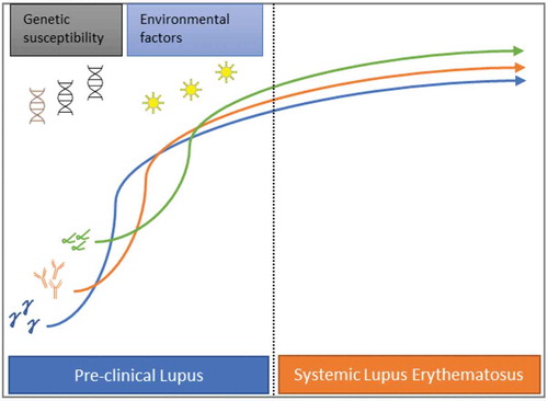 Figure 1. As genetically susceptible patients under the influence of to-date incompletely understood environmental factors, progress from the pre-clinical stage to clinical SLE, various cytokines and antibodies are gradually detected in their peripheral blood. As shown in this figure, IFNγ (blue) is an early marker of immune aberration followed by specific autoantibodies (orange) and IFNα (green)