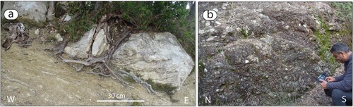 Figure 6 . Examples of lithotypes characterizing the pre-Neogene Substratum. (a) Creataceous limestone and shale (Argille a Palombini Fm); (b) sedimentary ophiolitic breccia (Lanciaia Fm [early-middle Eocene]).