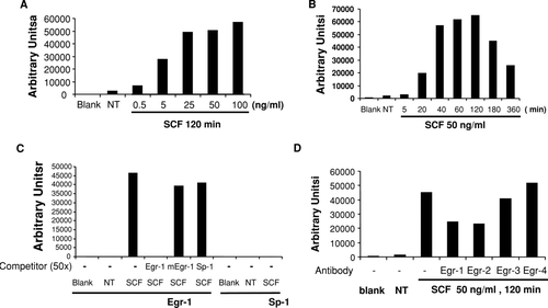 FIG. 3 Egr-1, but not Sp-1, is activated in mast cells following SCF stimulation. Egr-1 or Sp-1 activation was carried out using electrophoresis mobility shift assay (EMSA). Gels were analyzed by densitometry. (A) Mouse BMMCs were stimulated with SCF for 2 hr at the concentration of 0.5, 5, 25, 50, 100 ng/ml. (B) Mouse BMMCs were stimulated with SCF (50 ng/ml) for 5, 20, 40, 60, 120, 180, or 360 min. Nuclear proteins were isolated and subjected to EMSA analysis (see “Materials and methods”) using [32P]-labeled Egr-1– or Sp-1–specific probes. Blank, no nuclear proteins were added; NT, no treatment, nuclear proteins were isolated from BMMCs without SCF stimulation. (C) Nuclear proteins from SCF (50 ng/ml, 120 min) treated BMMCs (SCF) or from untreated BMMCs (NT) were subjected to DNA probe competition experiment using unlabeled probes or mutant probe to demonstrate specific Egr-1 binding. Fifty times concentrated unlabeled Egr-1 oligonucleotide was used to compete with [32P]-labeled Egr-1 oligonucleotide, whereas 50X concentrated unlabeled mutant Egr-1 (mEgr-1) or SP-1 oligonucleotides were used as nonspecific control probes. Nuclear proteins from no treatment group or SCF-treated cells were analyzed for Sp-1 activation by using [32P]-labeled Sp-1 probe. No Sp-1 binding was observed in SCF-stimulated BMMCs. (D) Anti-Egr-1 or anti-Egr-2 antibody but not anti-Egr-3 or anti-Egr-4 antibody blocked the DNA-protein complex formation. Nuclear proteins from SCF (50 ng/ml, 2 hr) treated BMMCs or from untreated BMMCs (NT) were incubated with or without specific antibodies to Egr-1, Egr-2, Egr-3, or Egr-4 for 2 hr on ice before EMSA experiment using [32P]-labeled Egr-1 oligonucleotide.