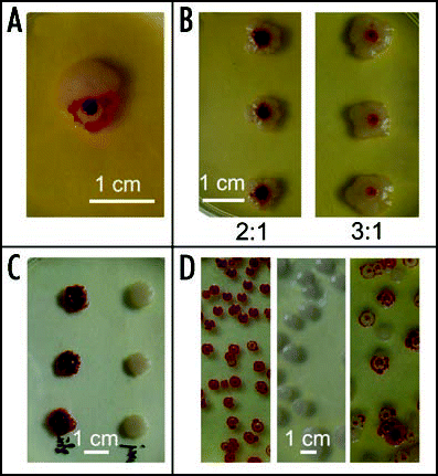 Figure 11 Encounter of colonies and development of WF chimeras. (A) W and F colonies maintain their identity upon encounter. (B) Chimeric bodies grown from mixed suspensions of W and F cells in the indicated proportions; (C) colonies dotted from the red center (left) and white rim (right) of a chimeric body; (D) colonies sown from a suspension prepared from the red center, white rim, and the whole chimera, respectively. All colonies about 10 days old.