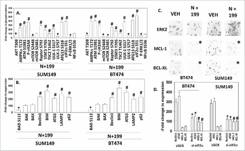 Figure 2. Neratinib and ABT199 interact to activate ATM-AMPK-ULK1 signaling and eIF2α signaling that correlates with reduced expression of MCL-1 and BCL-XL. A. SUM149 and BT474 cells were treated with vehicle control or [neratinib (50 nM) + niraparib (2.0 μM)] for 6 h. The cells were fixed in place and immunostaining performed to determine the phosphorylation of the indicated proteins at 10X magnification (data from multiple separate images & treatments +/− SEM) #p < 0.05 less than vehicle control; #p < 0.05 greater than vehicle control. B. SUM149 and BT474 cells were treated with vehicle control or [neratinib (50 nM) + niraparib (2.0 μM)] for 6 h. The cells were fixed in place and immunostaining performed to determine the expression of the indicated proteins at 10X magnification (data from multiple separate images & treatments +/− SEM) #p < 0.05 less than vehicle control; #p < 0.05 greater than vehicle control. C. SUM149 and BT474 cells were treated with vehicle control or [neratinib (50 nM) + niraparib (2.0 μM)] for 6 h. The cells were fixed in place and immunostaining performed to determine the expression of MCL-1 and BCL-XL (n = 120 cells +/− SEM) #p < 0.05 less staining intensity than vehicle control.