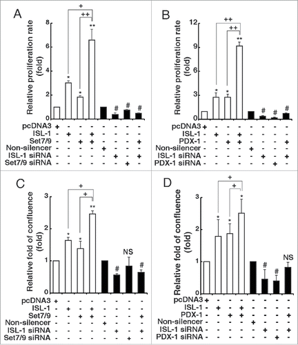 Figure 5. Set7/9 and PDX-1 promoted the effects of ISL-1 on β-cell proliferation. (A, B) The proliferation of NIT-1 cells transfected with the indicated plasmids in 96-well plates was analyzed with CCK-8 kits. (C, D) NIT-1 cells in 6-wells plates were transfected with the indicated plasmids. The cell confluence was measured using the Genetix clone selector after 48 h. The data represent 3 independent experiments, each performed in triplicate. *p < 0.05, **p < 0.01 vs. pcDNA3, #p < 0.05, ##p < 0.01 vs. non-silencer, NS, non-significance. +p < 0.05, ++p < 0.01 as indicated.