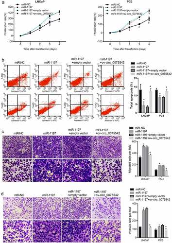 Figure 4. Overexpression of hsa_circ_0075542 alleviated the tumor-promoting effect of miR-1197 overexpression. After being transfected with miR-NC, miR-1197 mimic, miR-1197 mimic plus empty vector, or miR-1197 mimic plus ov-circ_0075542, the effect of this transfection on cell proliferation (a) and apoptosis (b) was assessed using cell counting kit-8 and flow cytometry assays. The capabilities of migration (c) and invasion (d) were evaluated using transwell assays. *P < 0.05, when miR-1197 group vs. the miR-NC group; #P < 0.05, when miR-1197 + ov-circ_0075542 group vs. the miR-1197 + empty vector group