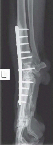 Figure 4. Mediolateral radiograph of a working dog taken approximately 6 months following surgery for pancarpal arthrodesis, demonstrating evidence of lucency around the proximal and distal ends of the carpal arthrodesis bone plate.