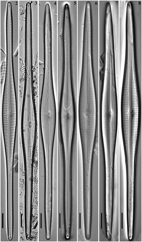 Figs 2–8. Gomphonema longissimum, Lake Matano, Indonesia, LM. Figs 2, 3. G. longissimum, natural population. Figs 4, 5. G. longissimum, strain Ind394. Figs 6–8. G. longissimum, strain Ind395. Scale bars: 10 µm.