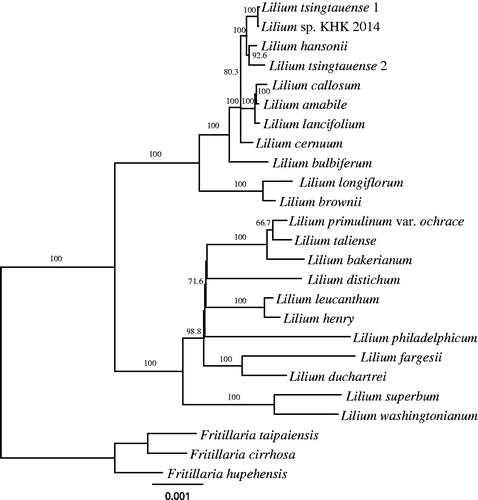 Figure 1. Maximum likelihood phylogenetic tree using 77 genes from 22 Lilium and 3 Fritillaria species. The Fritillaria species were used as outgroup. The numbers on the node and scale refer to bootstrap values and substitutions per site, respectively.