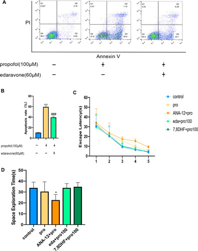 Figure 5 Edaravone reduced propofol-induced neuroapoptosis in HT22 cells and MWM detected long-term learning and memory. (A) Representative flow cytometry of cell apoptosis in three groups. (B) The quantitative analysis of apoptosis rate. (C) Escape latency proved rats in five groups were not statistically significant. (D) Rats in ANA-12+pro group reduced the space exploration. Results were the mean ±SD. *p <0.05, ***p<0.001 as compared with control group. ###p<0.001 as compared with propofol group.