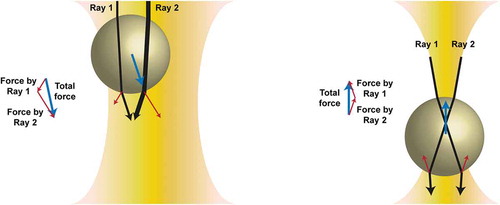 Figure 1. Origin of the optical force from a ray optics perspective