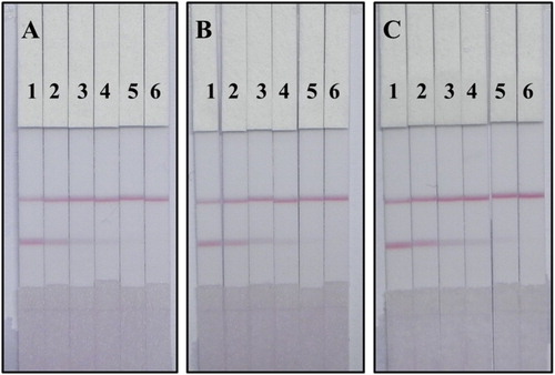 Figure 8. Images of TDF and TDN detection by CG test strip in tomato sample: (A) tomato sample spiked with TDF; (B) tomato sample spiked with TDN; (C) tomato sample spiked with TDF mixed with TDN (1:1, w/w). A series of tomato samples spiked with TDF and TDN were tested by colloidal gold test strip: 1 = 0 ng/g, 2 = 10 ng/g, 3 = 25 ng/g, 4 = 50 ng/g, 5 = 100 ng/g and 6 = 250 ng/g.