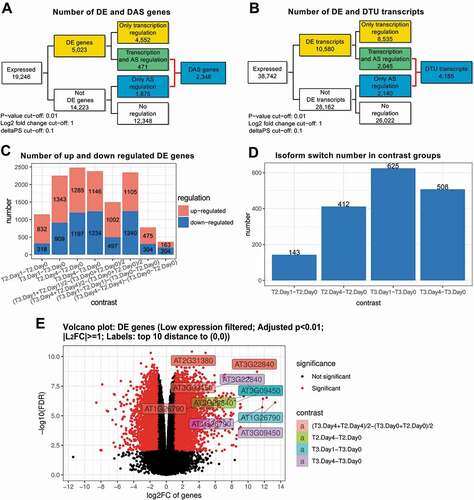 Figure 3. Illustrations of visualization outputs from 3D RNA-seq. A) Summary figure of expressed genes and significant DE, DE+DAS and DAS genes from analysis of the Arabidopsis data; B) Summary figure of expressed transcripts and DE, DE+DTU and DTU transcripts; C) Number of significantly up- and down-regulated DE genes in different contrast groups, and D) Number of significant isoform switches in contrast groups. E) Volcano plot of significant DE genes. The top 10 genes with the smallest p values and biggest fold changes are highlighted and different colours refer to different contrast groups