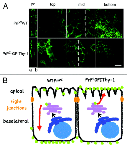 Figure 1. PrPC and PrPCGPIThy-1 expression in MDCK cells. (A) Confocal microscopy showing Z-stacks taken from top to bottom. As published beforeCitation33PrPC (in green) is basolaterally (b) sorted in fully polarized MDCK cells whereas changing the SS-GPI of PrPC for the one of Thy-1 preferentially directs the PrPCGPIThy-1 to the apical (a) compartment. Scale bar is 10μm. Originally published in PLoS One. (B) Schematic representation of the differential sorting of wild type (WT) PrPC and PrPCGPIThy-1 shown in A.