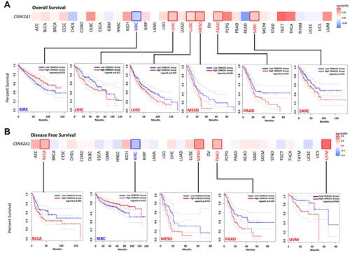 Figure 3 Survival maps and Kaplan–Meier survival curves comparing high and low expression of CSNK2A1 in different cancer types in TCGA. (A) Overall survival analysis and (B) disease free survival analysis in different TCGA cancer types with significant results of survival map and Kaplan–Meier survival curve were performed using GEPIA2.0 tool.
