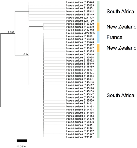 Figure 2. Detail of phylogenetic tree based on concatenated matK, rbcL and trnH-psbA barcode sequences of 45 Hakea sericea specimens. A 2,425 (including gaps) alignment of 96 Hakea spp. specimens was used to construct the dendrogram with FastTree using a Jukes-Cantor substitution model and optimization of the Gamma20 likelihood. Fast global bootstrap values are shown on the internal nodes and H. drupacea (taxon level) was used to root the (taxon level) sequences. Origin of the sampled specimens is indicated with vertical bars. The full tree containing 96 Hakea spp. Is shown in S-Fig. 1.
