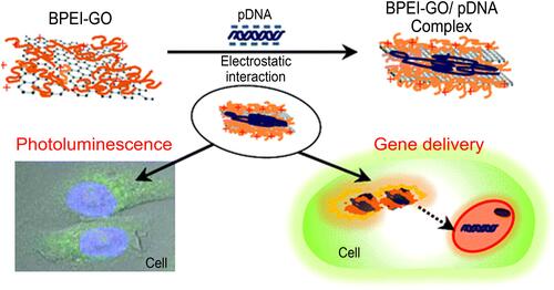 Figure 12 Schematic presentation of fabrication of GO-based gene delivery system through covalent attachment of LMW BPEI to this platform.