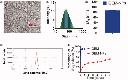 Figure 2. Characterization of GEM-NPs. (A) TEM image of GEM-NPs. Scale bar 100 nm. (B) Hydrodynamic parameter of GEM-NPs. (C) Diagram of hydrodynamic parameter of GEM-NPs. (D) Zeta potential examined via DLS analysis. (E) The solution containing GEM-NPs was dialyzed counter to PBS (pH 7.4) at 37 °C. In vitro drug release of GEM prodrug from GEM-NPs.