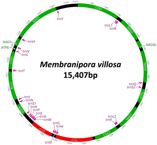Figure 2. Circular map of the mitogenome of M. villosa.