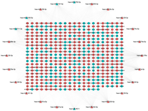 Figure 3 The network of miRNA-target mRNAs between 24 miRNAs and 457 mRNAs in osteonecrosis of the femoral head. The triangle and circule represent the differentially expressed miRNAs and targeted differentially expressed mRNAs, respectively. The red and green color represent up-regulation and down-regulation, respectively.