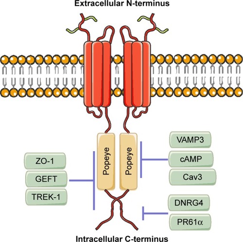 Figure 1 BVES/POPDC1 structure.Notes: BVES/POPDC1 protein consists of an extracellular N-terminus, a three- pass transmembrane domain, and an intracellular C-terminus containing the highly conserved Popeye domain. BVES/POPDC1 directly binds to cAMP, VAMP3, and Cav3 in the Popeye domain, directly interacts with DNRG4 and PR61α in the intracellular C-terminus outside of Popeye domain, and directly interacts with ZO-1, GEFT, and TREK-1 in the intracellular C-terminus both inside and outside of Popeye domain.